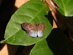 Pythonides grandis