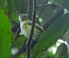 Hemitriccus griseipectus