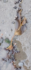 Laminaria digitata