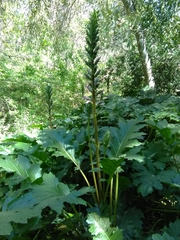Acanthus mollis