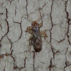 Thaumastocoridae
