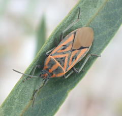 Spilostethus rivularis