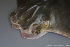 Lusitanian Cownose Ray photo 5