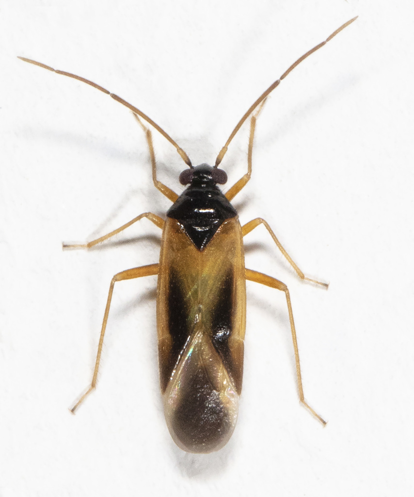 Ceratocapsus nigrocephalus
