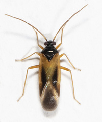 Ceratocapsus nigrocephalus