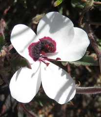 Pelargonium tricolor