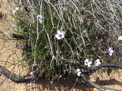 Pelargonium tricolor