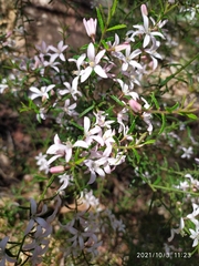 Philotheca hispidula