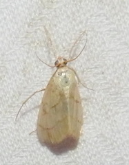 Evergestis pallidata
