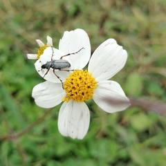 Macrodactylus mexicanus