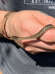 Thamnophis radix