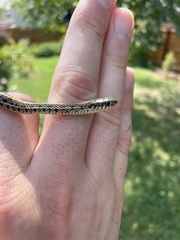 Thamnophis radix
