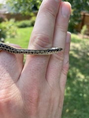 Thamnophis radix