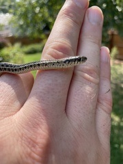 Thamnophis radix