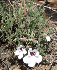 Pelargonium tricolor