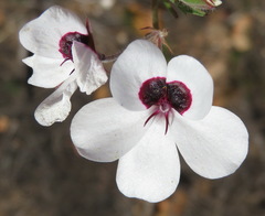 Pelargonium tricolor