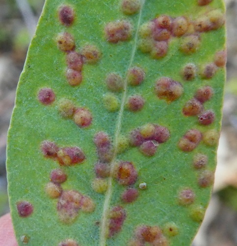 Ophelimus maskelli (Ashmead, 1900)