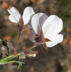 Pelargonium tricolor