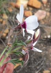 Pelargonium tricolor