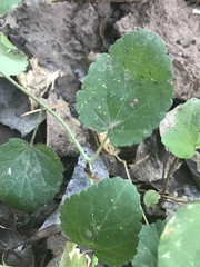 Rhynchosida physocalyx