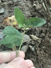 Rhynchosida physocalyx