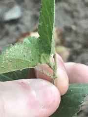 Rhynchosida physocalyx