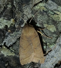 Epiglaea apiata