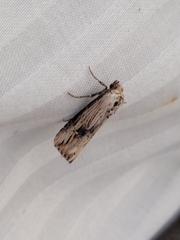 Crambodes talidiformis