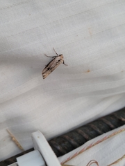 Crambodes talidiformis