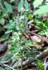 Anticlea elegans elegans