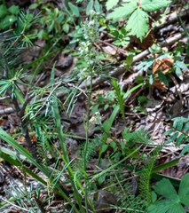 Anticlea elegans elegans