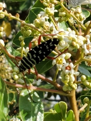 Placosternus difficilis