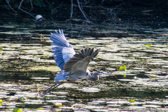 Ardea herodias