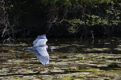 Ardea herodias