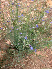 Lobelia linearis