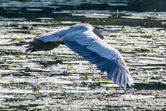 Ardea herodias