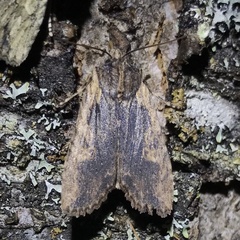 Lithophane hemina