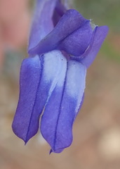 Lobelia linearis