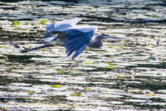 Ardea herodias