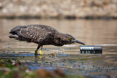 Nycticorax nycticorax obscurus