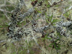 Austroparmelina pseudorelicina