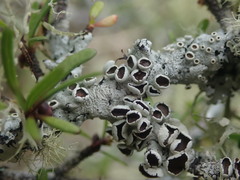 Austroparmelina pseudorelicina