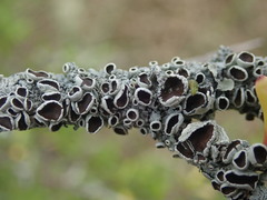 Austroparmelina pseudorelicina