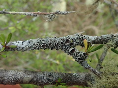 Austroparmelina pseudorelicina