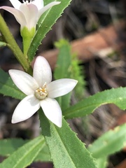 Crowea angustifolia