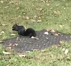 Sciurus carolinensis