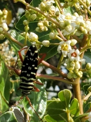 Placosternus difficilis