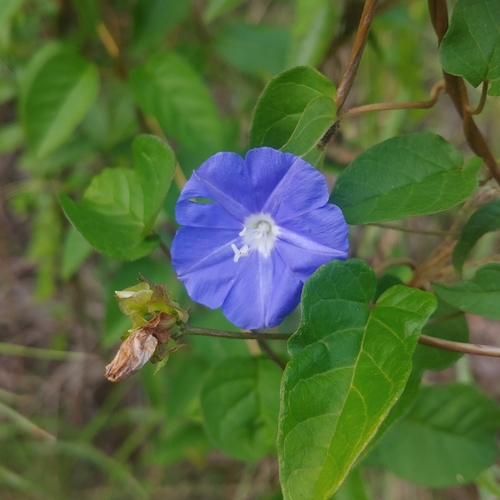 Skyblue Clustervine