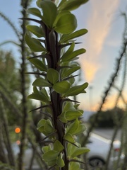 Fouquieria splendens