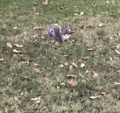 Sciurus carolinensis